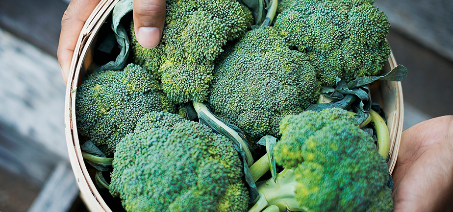 Organic Broccoli just harvested