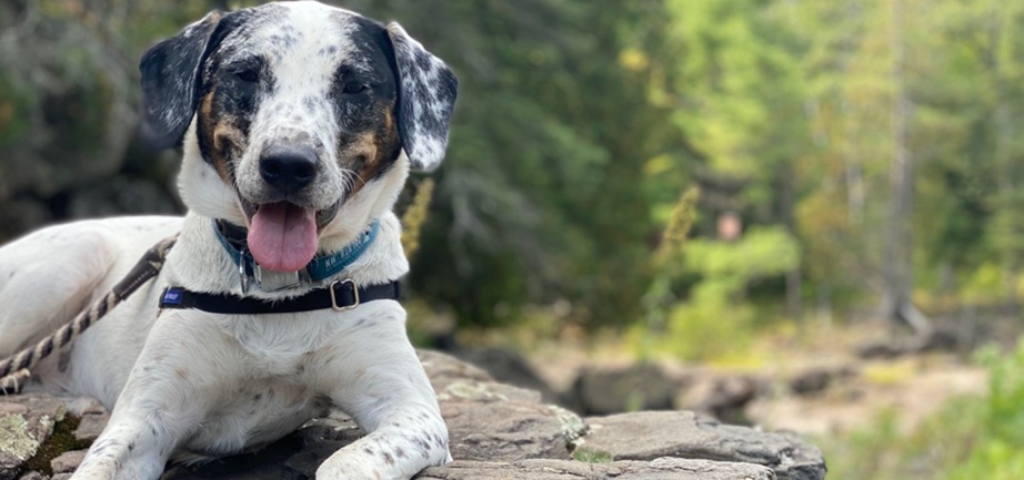 Essentia Health looks for volunteer pet therapy teams