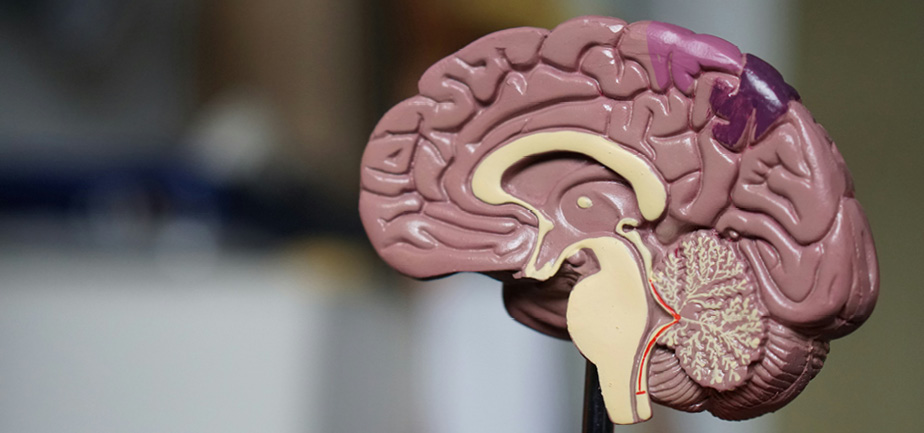 model of a human brain